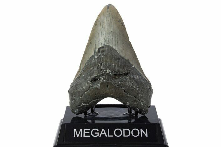 Serrated, Fossil Megalodon Tooth - North Carolina #346325